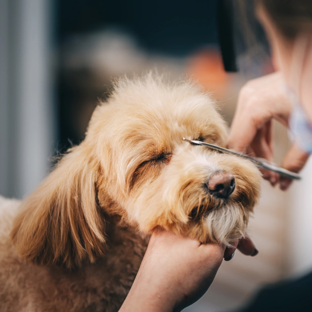 A groomer trims a small, fluffy dog's face with scissors.