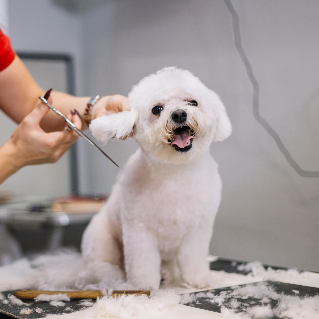 A white Bichon Frise dog is being groomed by a person with scissors and a comb on a grooming table covered in fur.
