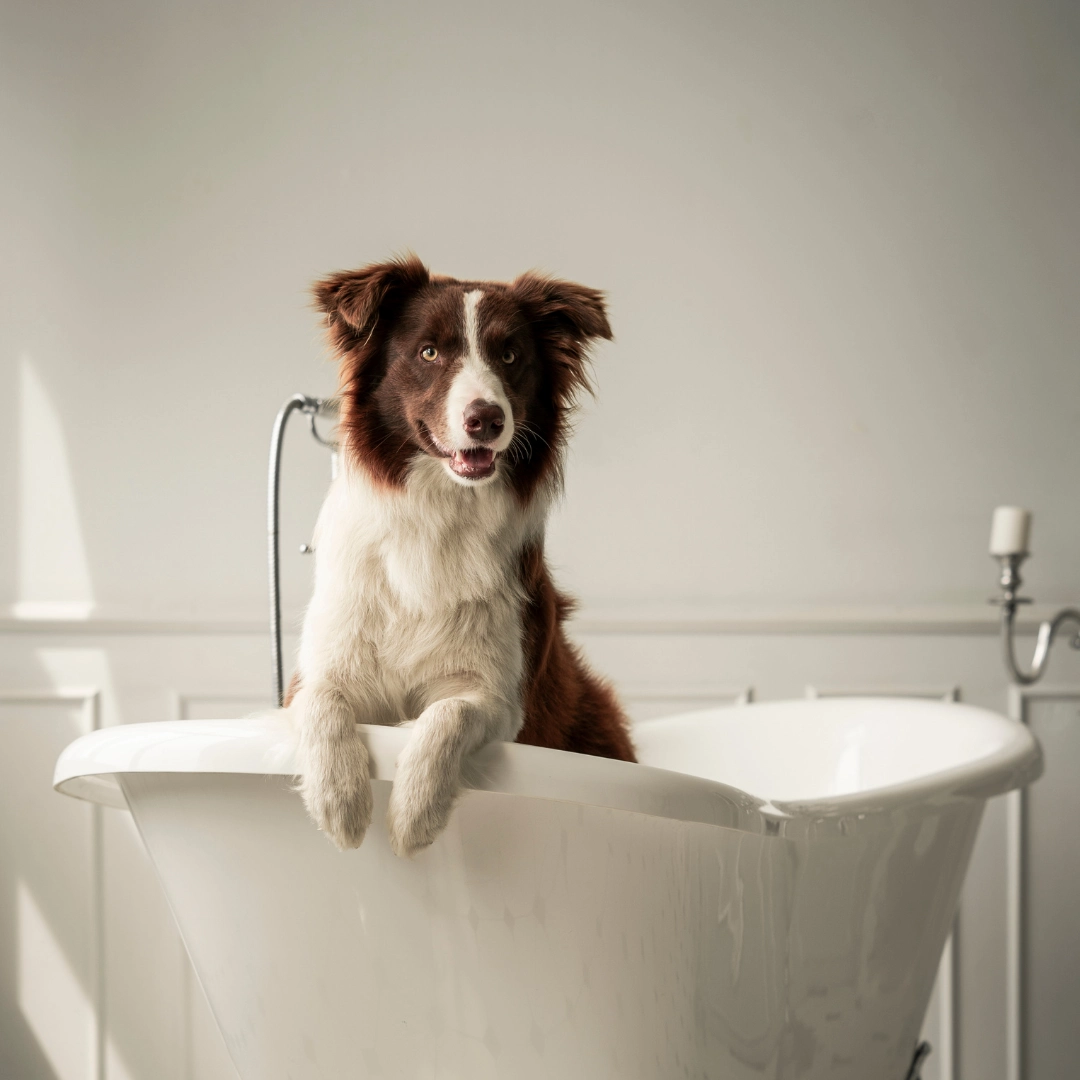 A brown and white border collie sits in a white bathtub, with its front paws resting on the edge.