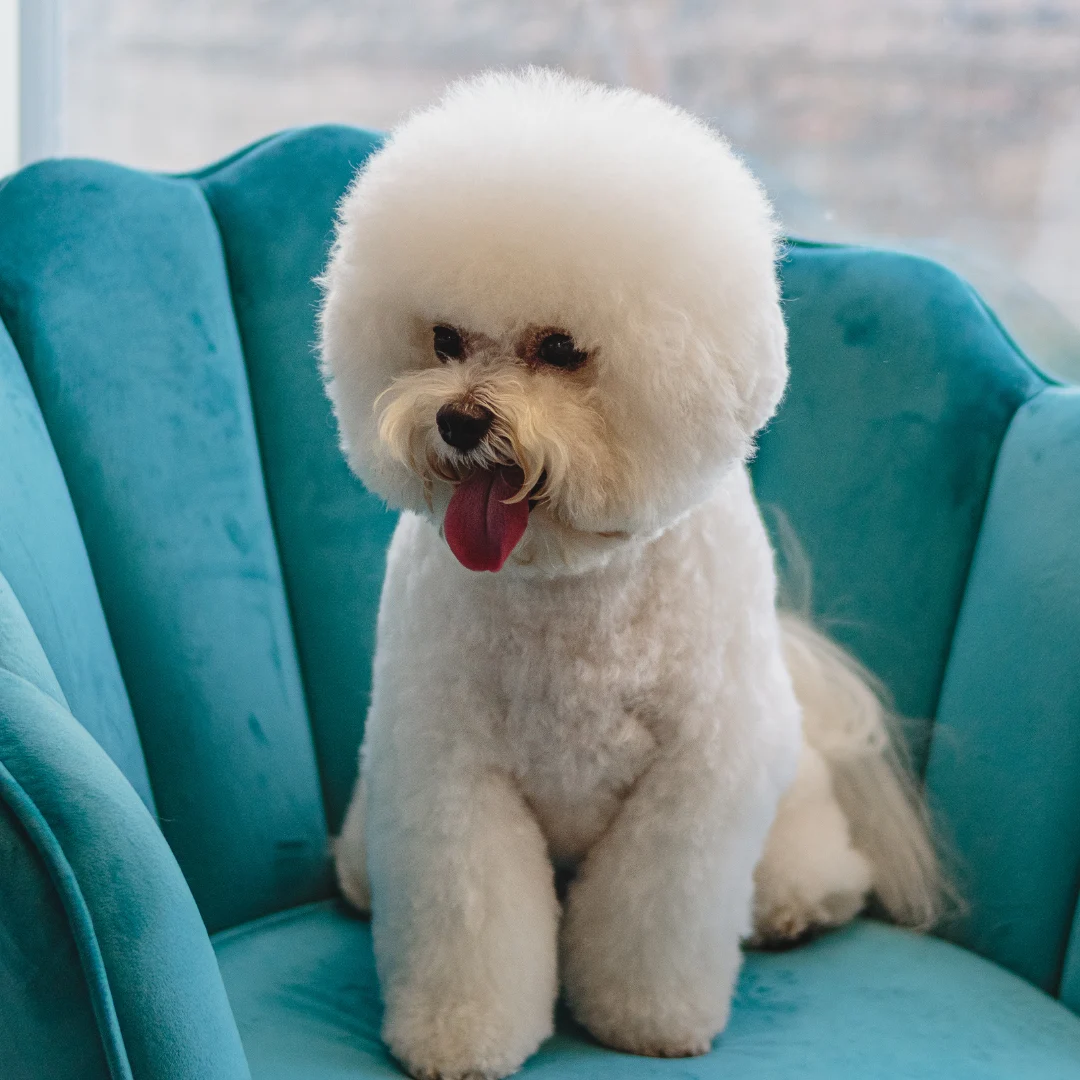 Fluffy white dog sitting on a turquoise chair