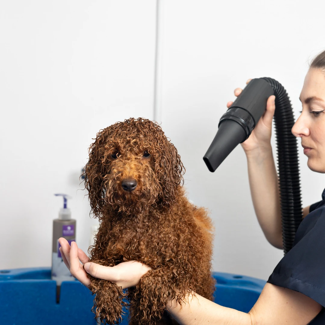 Groomer blow drying a wet curly haireddog
