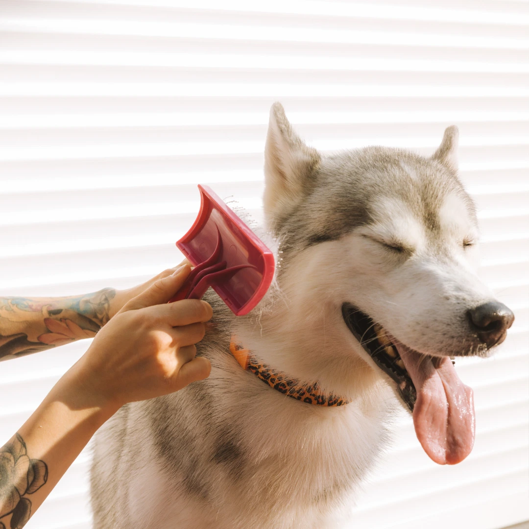 A hand with tattoos brushes a husky dog with its eyes closed and tongue out against a white background.
