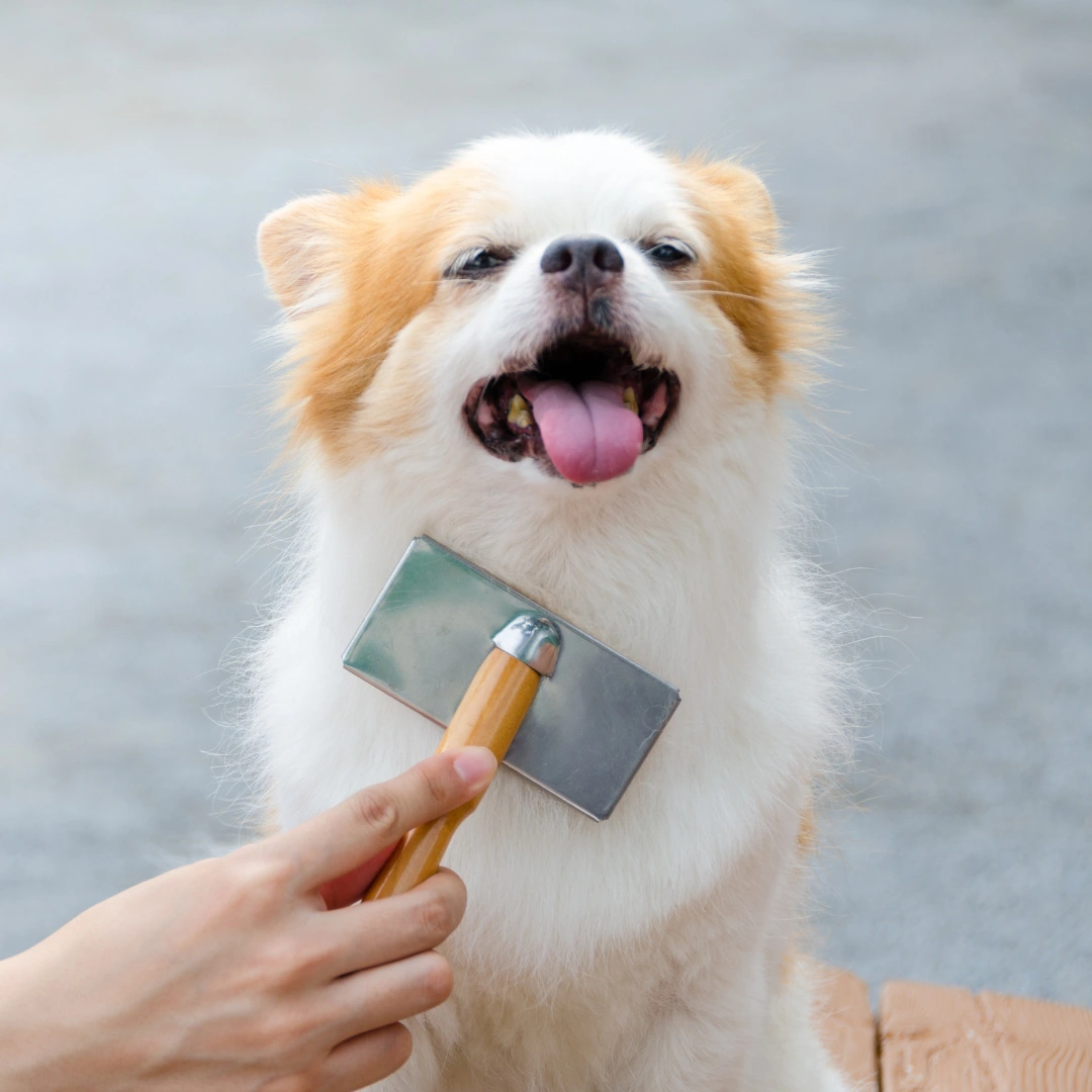 A hand brushes a small dog with fluffy white and tan fur using a grooming brush.