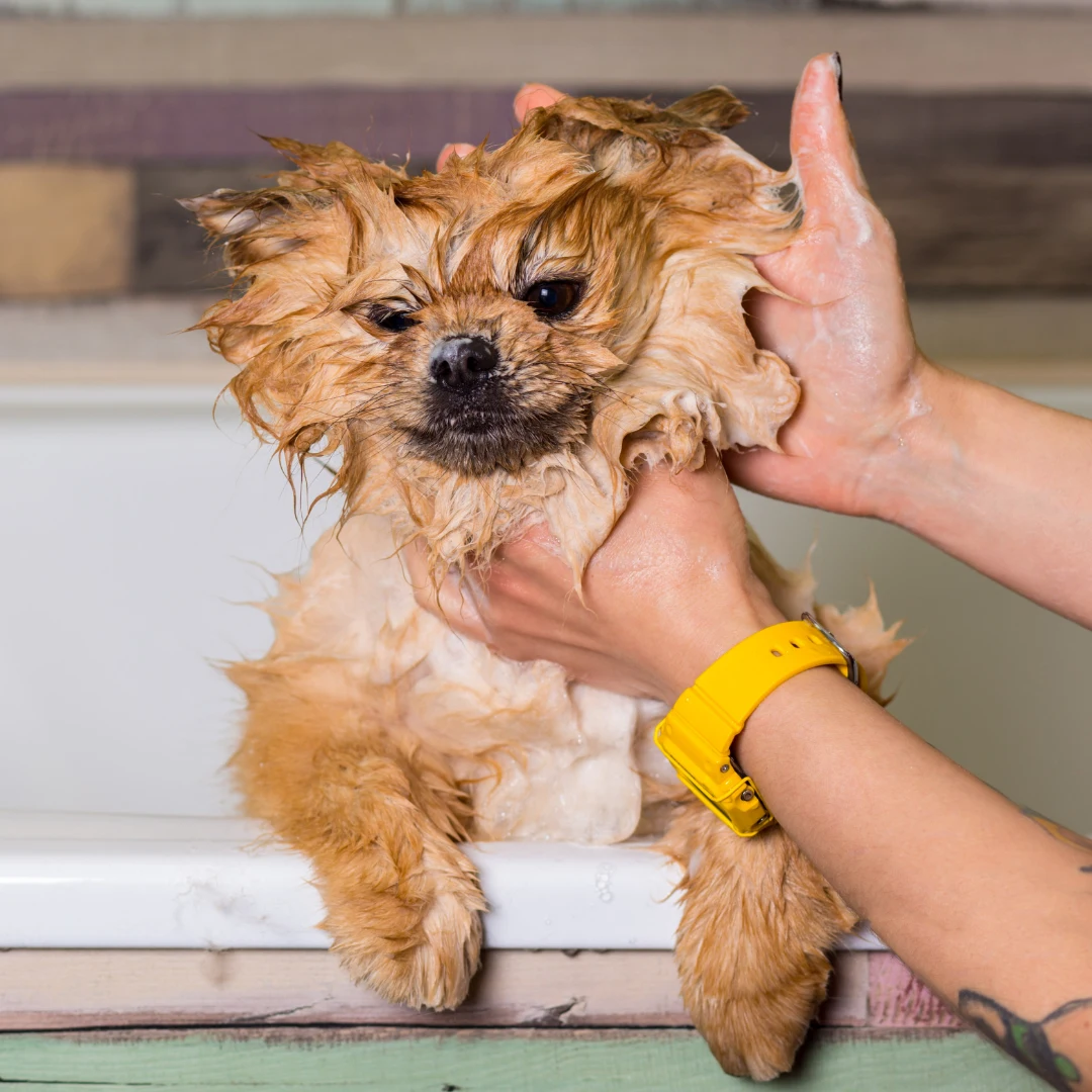 A wet, fluffy dog is being bathed in a tub by a person wearing a yellow watch.