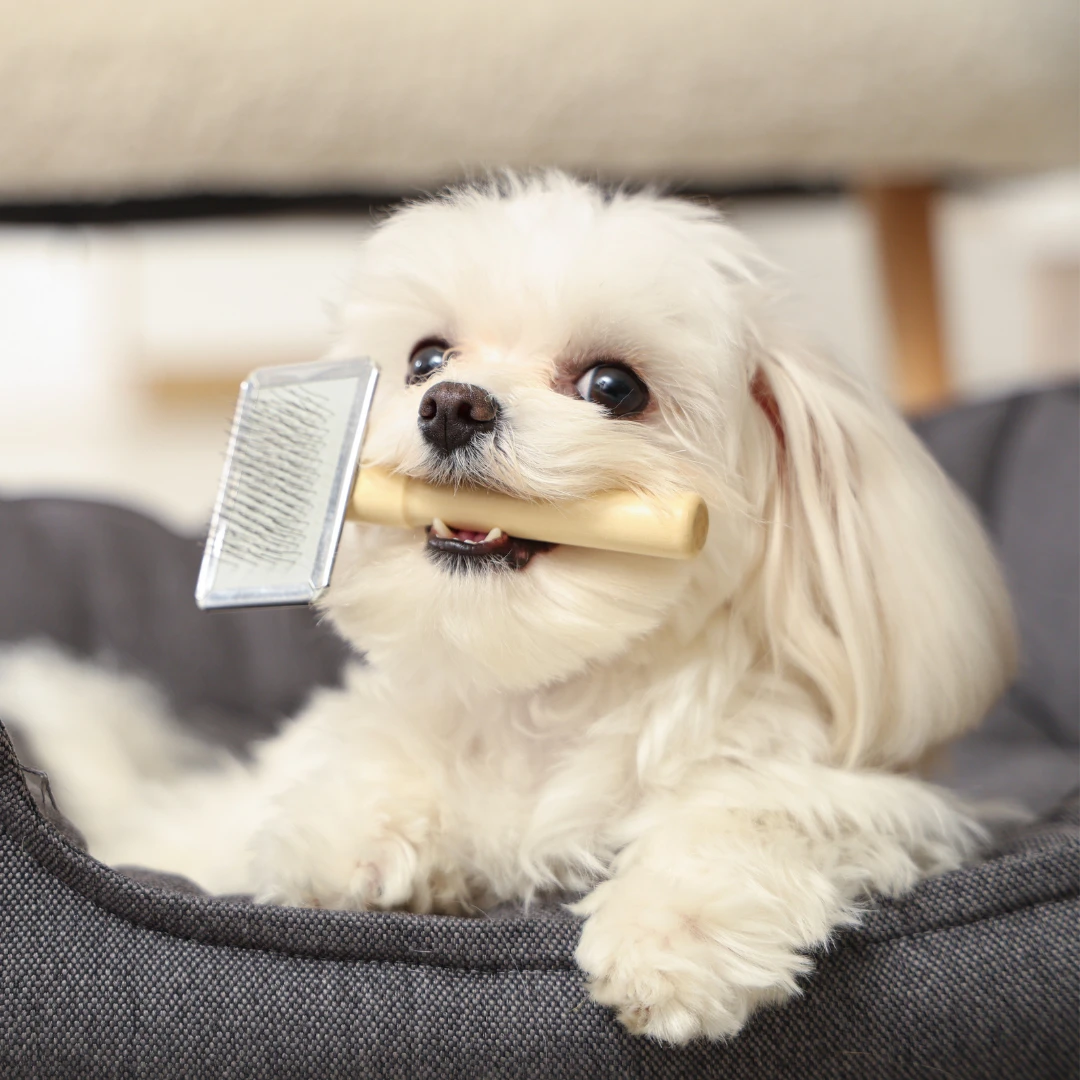 A small white dog holds a grooming brush in its mouth while lying in a dog bed.