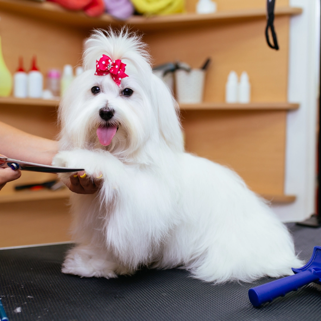 A white Maltese dog with a pink bow on its head sits on a grooming table while its paw is being trimmed with scissors.