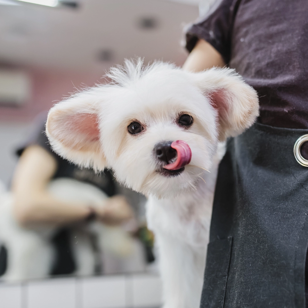 A fluffy white dog with its tongue sticking out, looking towards the camera. The dog appears to be at a grooming salon.
